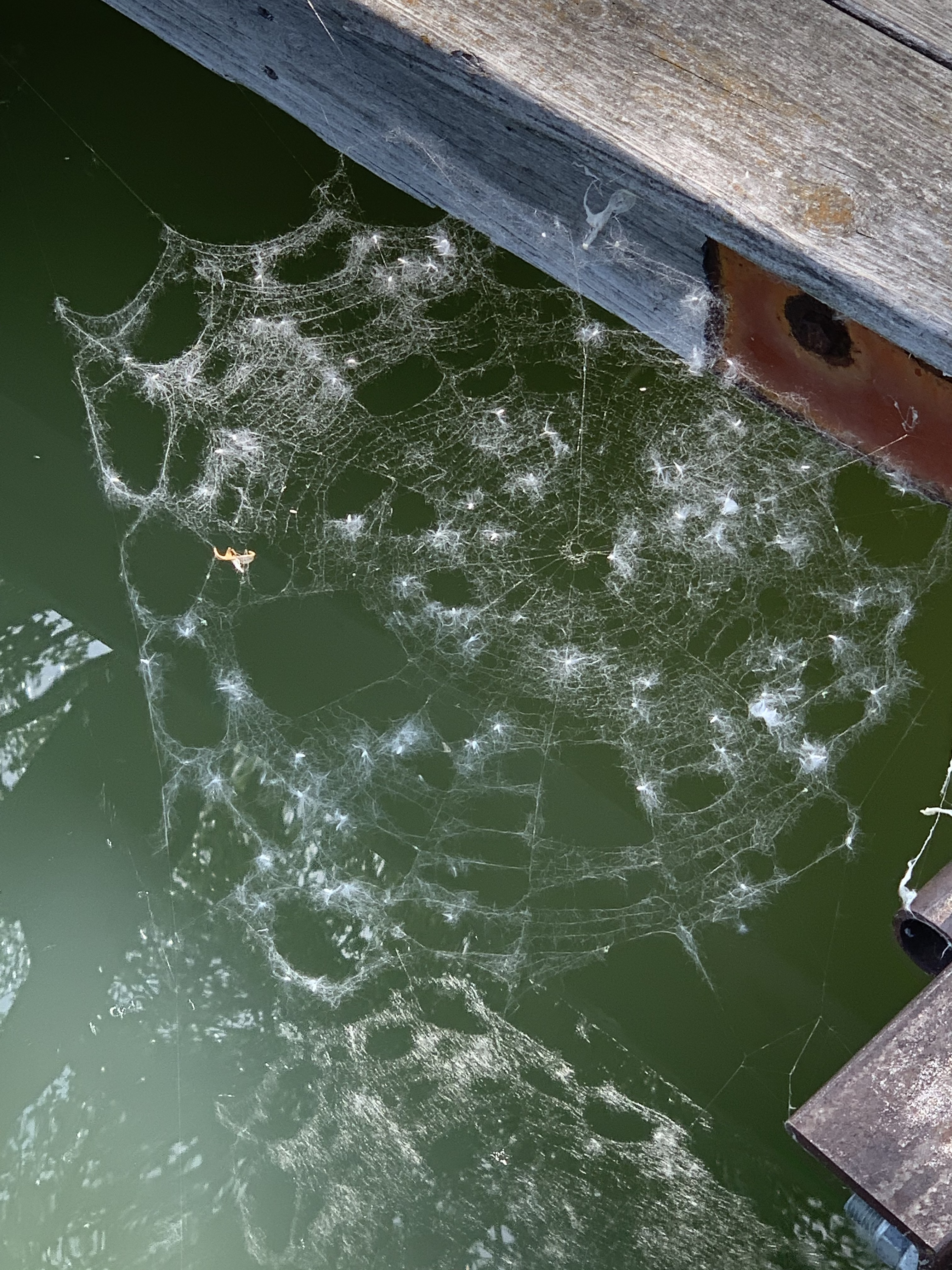 Cottonwood Spider Web 